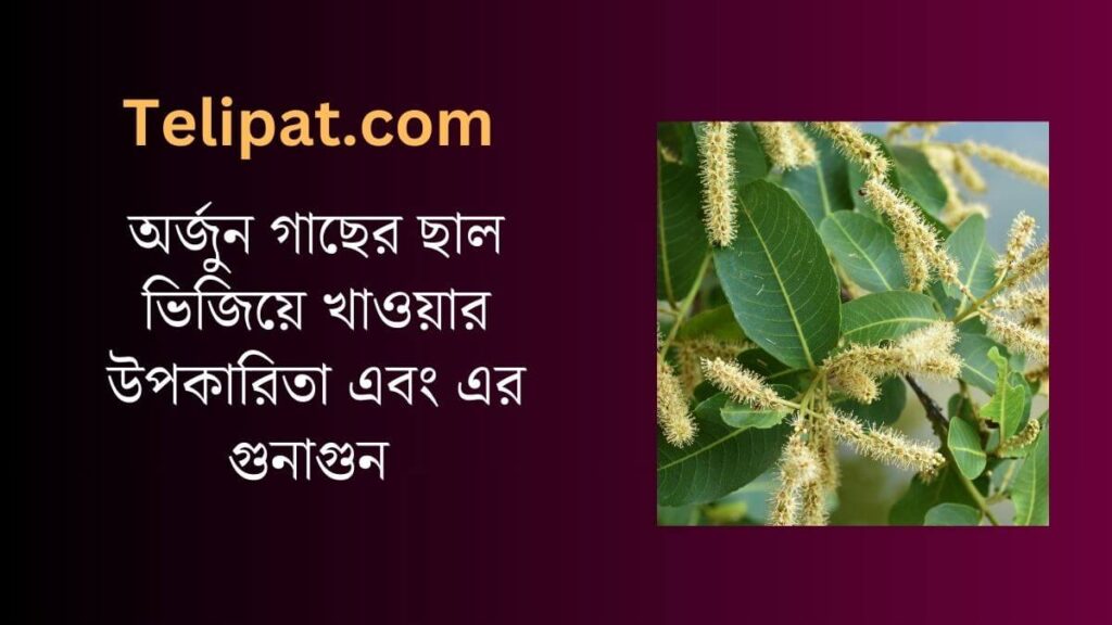 (Arjun Gacher Chaal Bhijiye Khaowar Upokarita) অর্জুন গাছের ছাল ভিজিয়ে খাওয়ার উপকারিতা