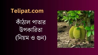 (Kathal Patar Upokarita) কাঁঠাল পাতার উপকারিতা