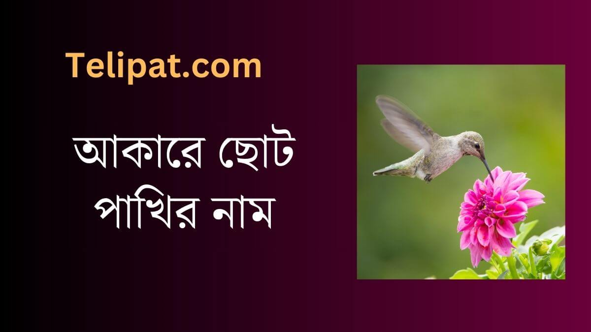 (Akare Choto Pakhir Nam) আকারে ছোট পাখির নাম